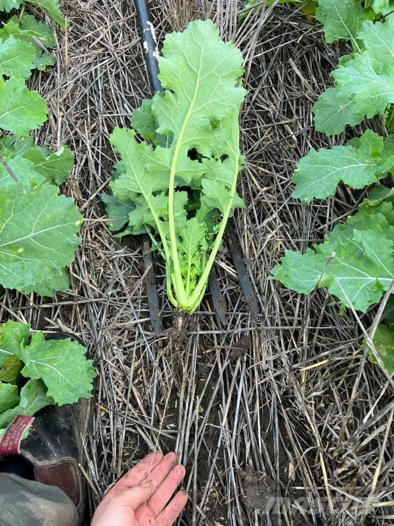 Horsch Focus 6 TD Sejalnice