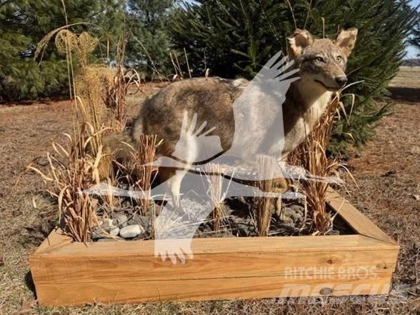 Coyote  Drugo
