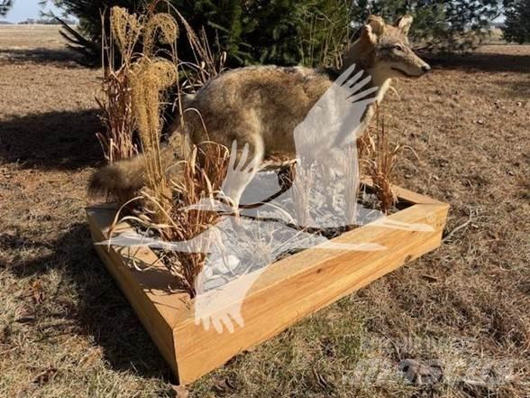 Coyote  Drugo