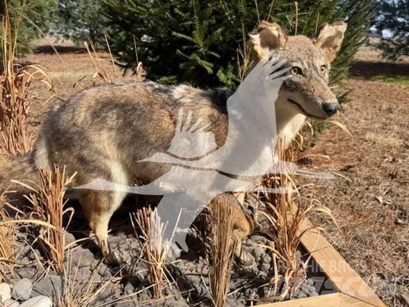Coyote  Drugo
