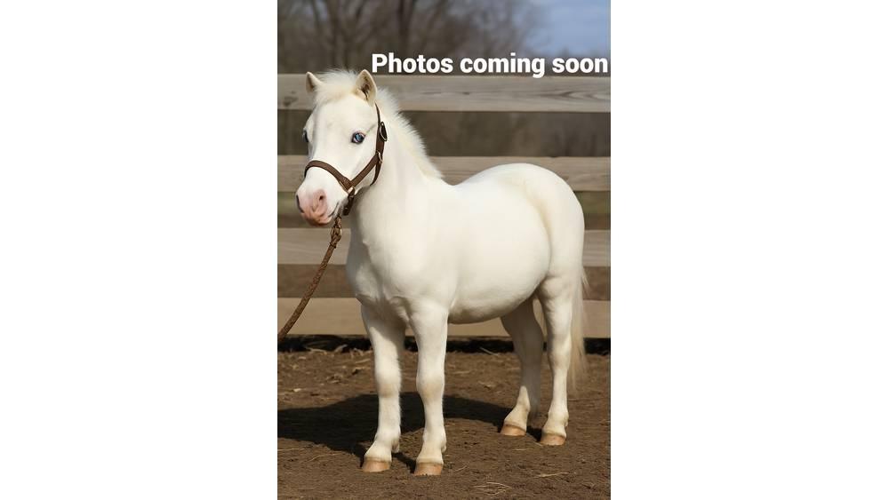 White Pony 40in Oprema za molžo