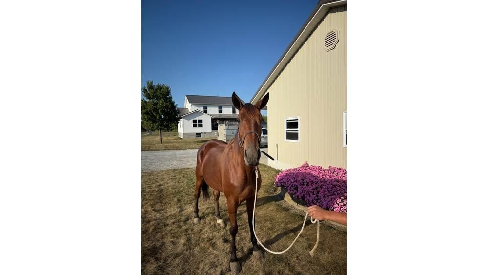  Horse Standardbred Ostali stroji in oprema za živino