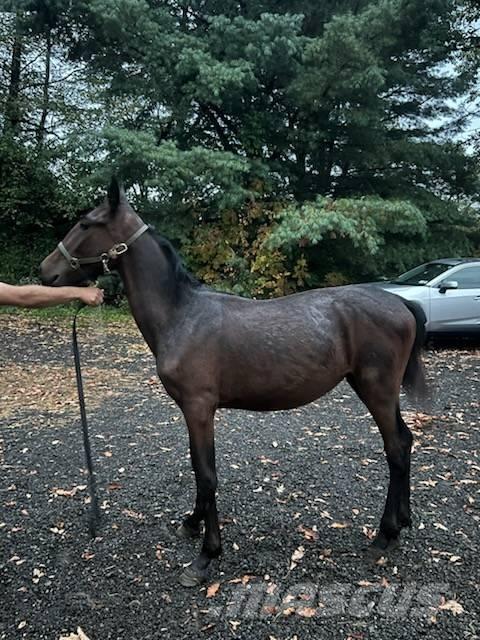  Horse Standardbred Ostali stroji in oprema za živino