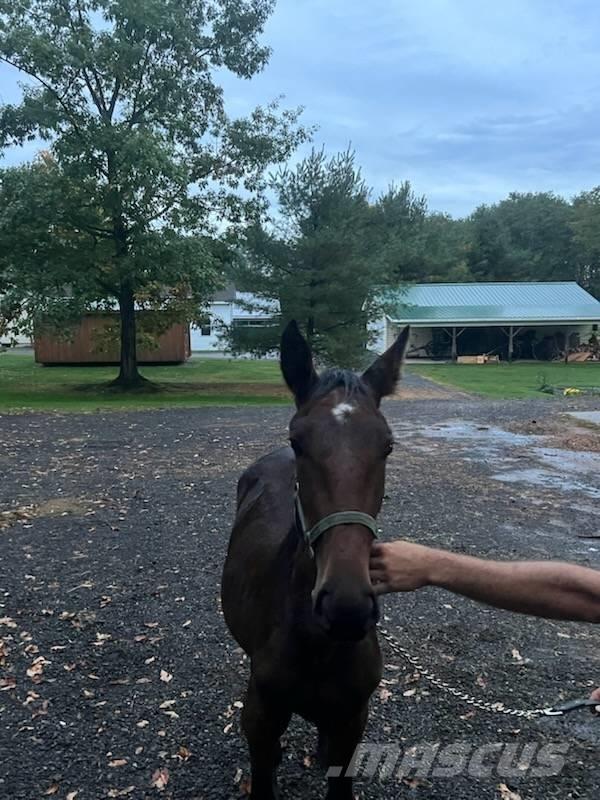  Horse Standardbred Ostali stroji in oprema za živino