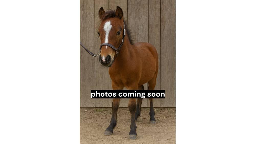  Pony Stallion 35in Oprema za molžo