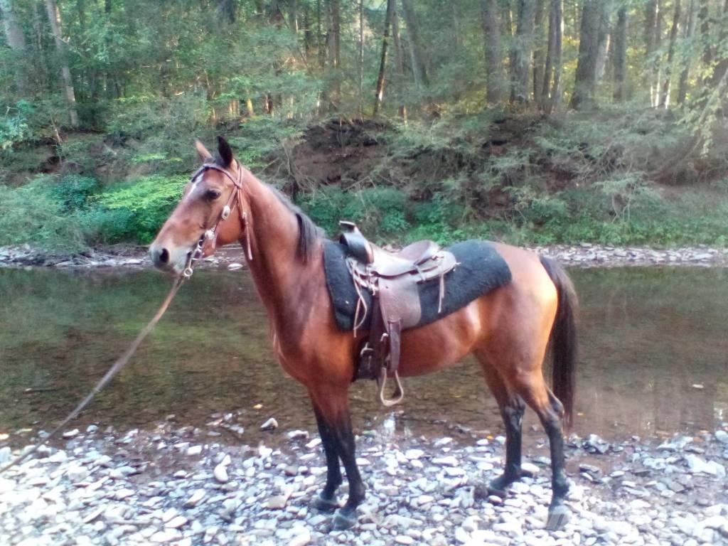 Morgan Mare Ostali stroji in oprema za živino