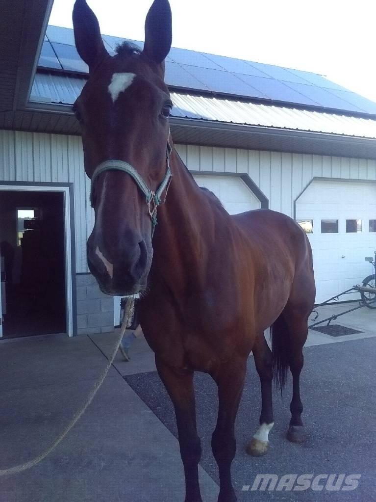  Standardbred Gelding Oprema za molžo