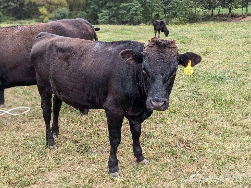 Bull (Organic Farm) Oprema za molžo