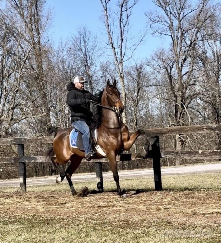  Horse Saddlebred Ostali stroji in oprema za živino