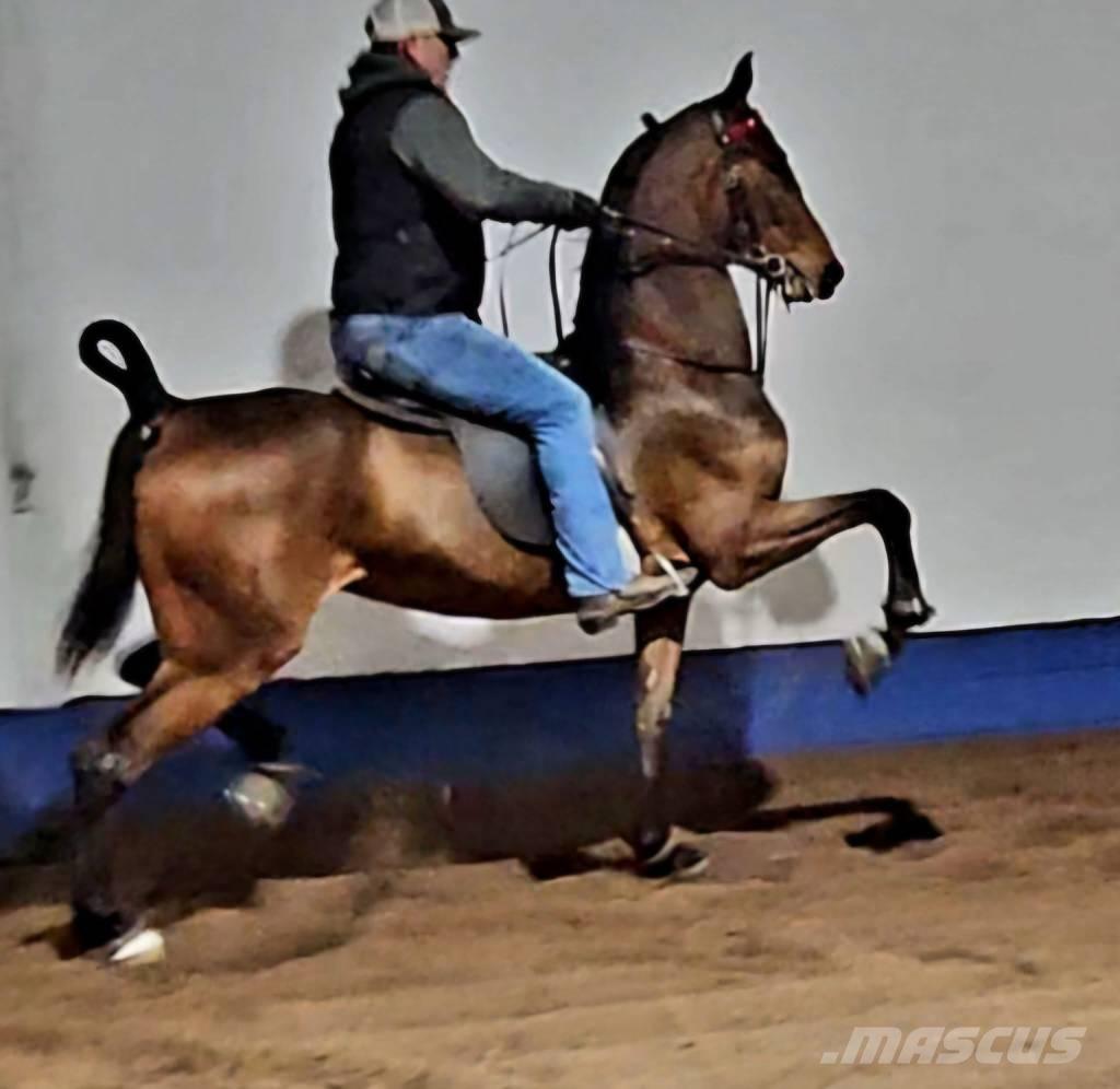  Horse Saddlebred Ostali stroji in oprema za živino