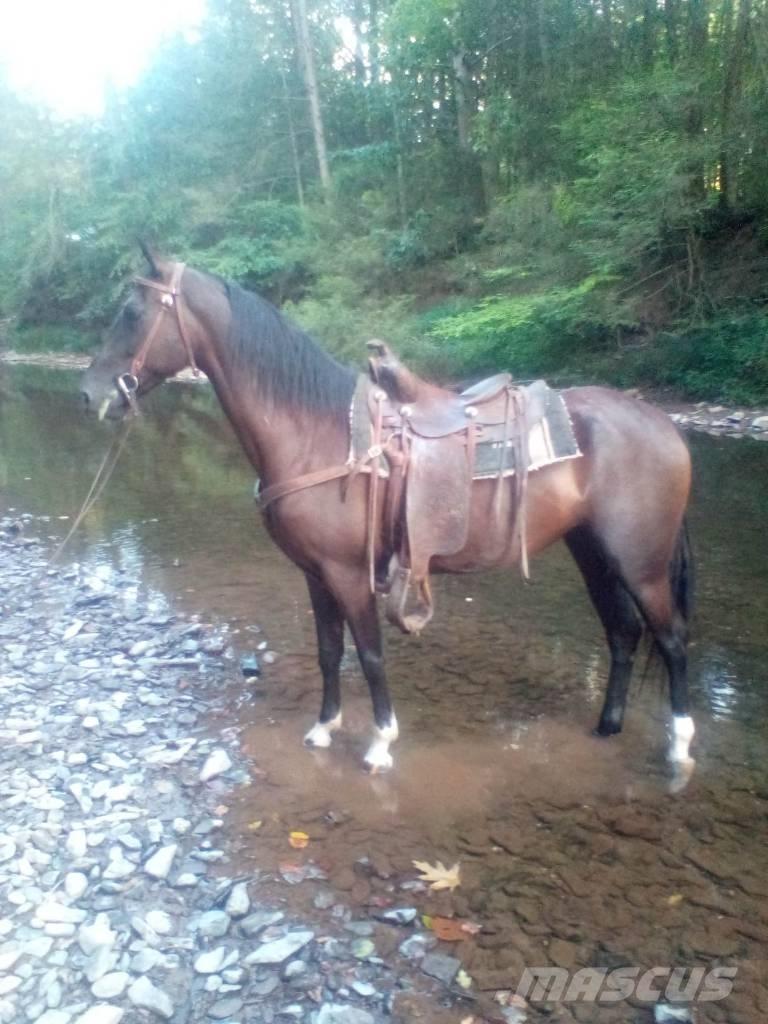 Horse Standaredbred Ostali stroji in oprema za živino