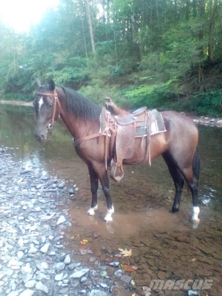  Horse Standaredbred Ostali stroji in oprema za živino