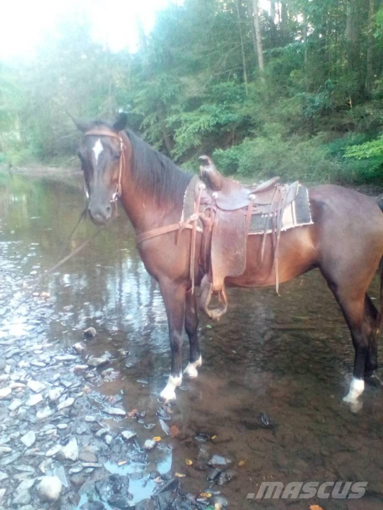  Horse Standaredbred Ostali stroji in oprema za živino