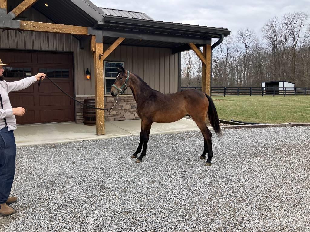 Morgan Filly Druga oprema za traktorje