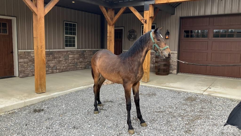 Morgan Filly Druga oprema za traktorje