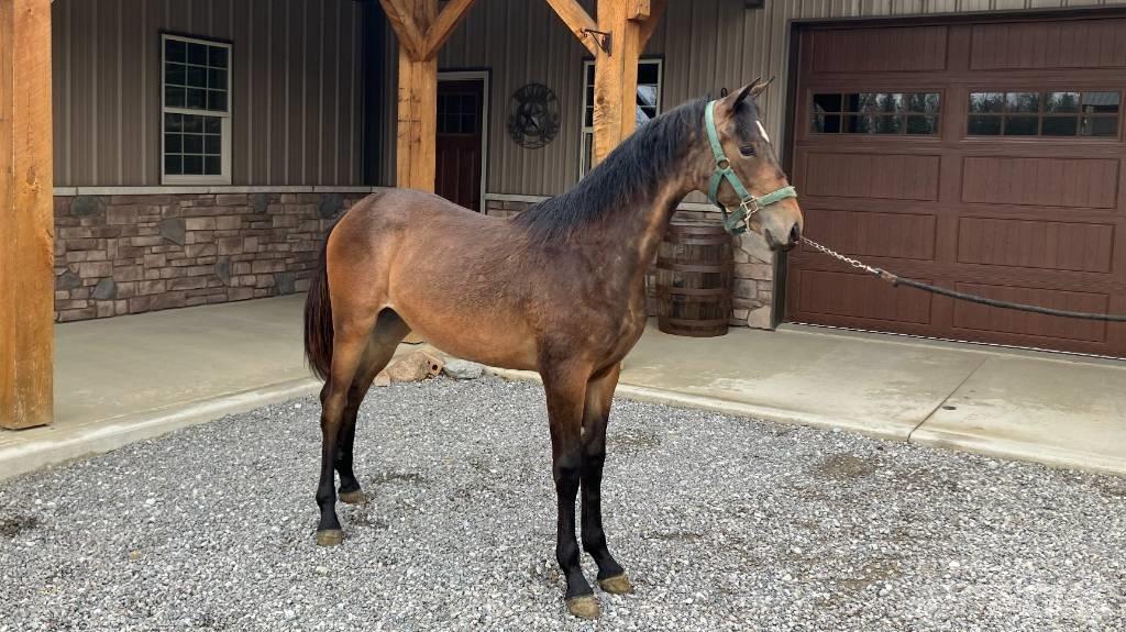 Morgan Filly Druga oprema za traktorje