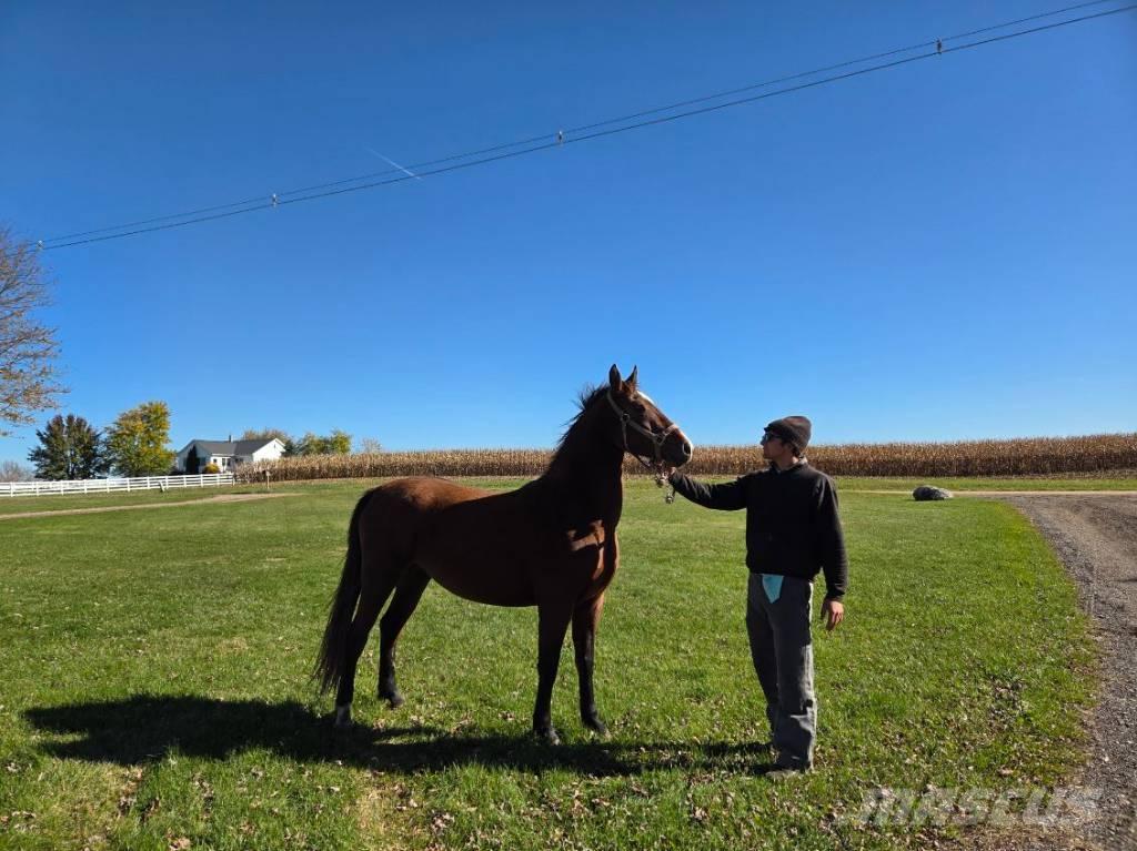  Horse Mare Ostali stroji in oprema za živino