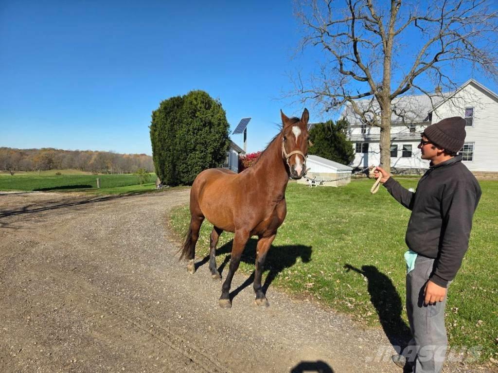  Horse Mare Ostali stroji in oprema za živino