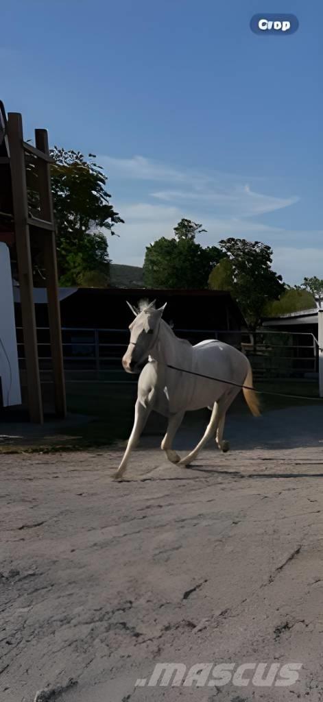  Horse Mare Ostali stroji in oprema za živino