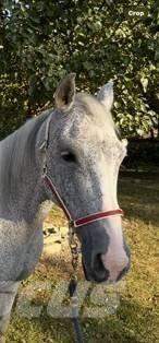  Horse Mare Ostali stroji in oprema za živino