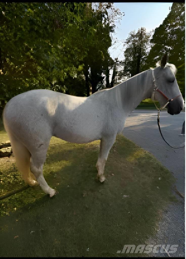 Horse Mare Ostali stroji in oprema za živino