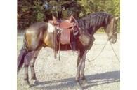  Horse Gelding Ostali stroji in oprema za živino