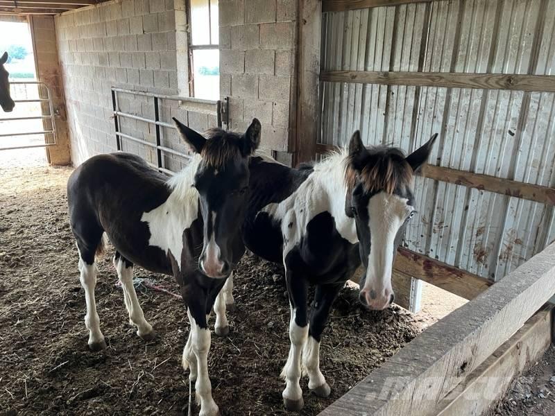  Horse Male Ostali stroji in oprema za živino
