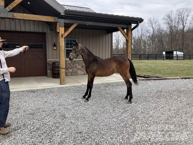 Morgan Filly Drugo