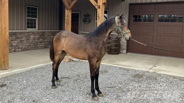 Morgan Filly Drugo