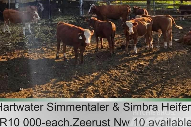  10 x Simmantaler/Simbra heifers Drugi tovornjaki